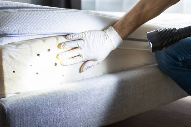 Best Termite Control Services  in St Charles, MI